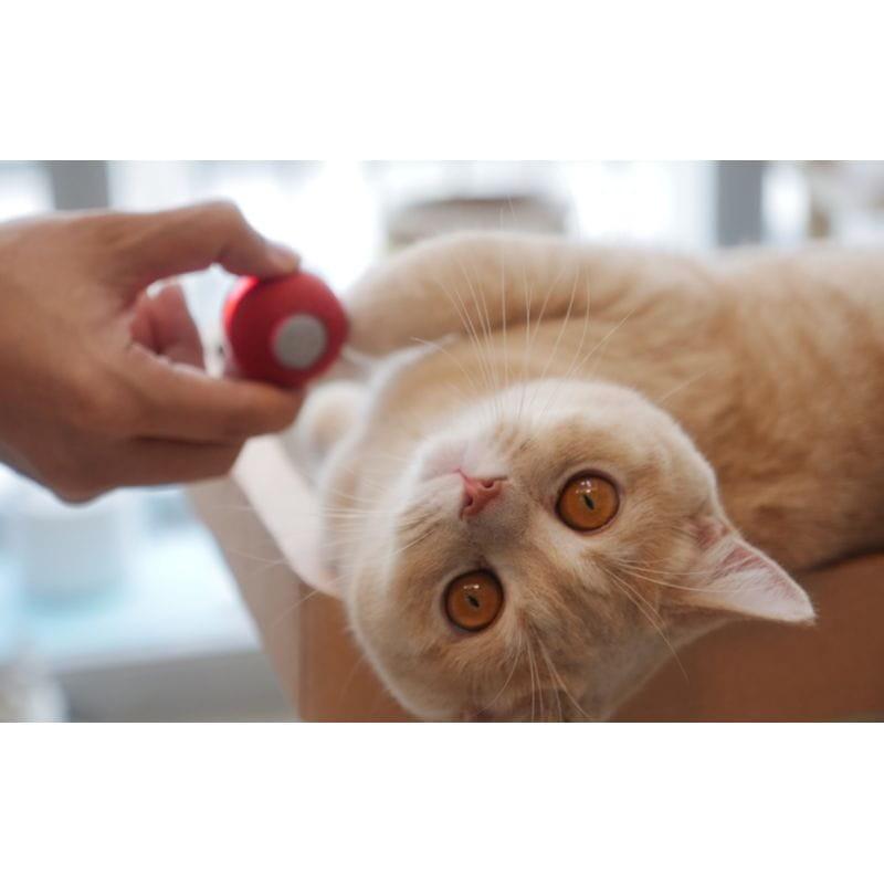 Gato jugando con la Pelota interactiva Cheerble M1 Rojo