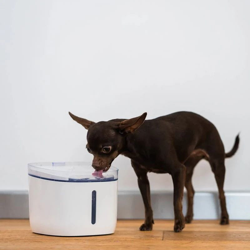 Bebedero Petoneer Fresco Mini Plus Smart Pet Fountain con un perro pequeño