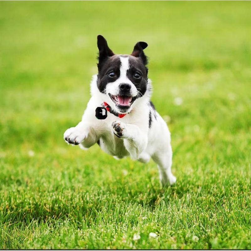 Pour les animaux de Traceur GPS TKSTAR TK109 - Traceur GPS