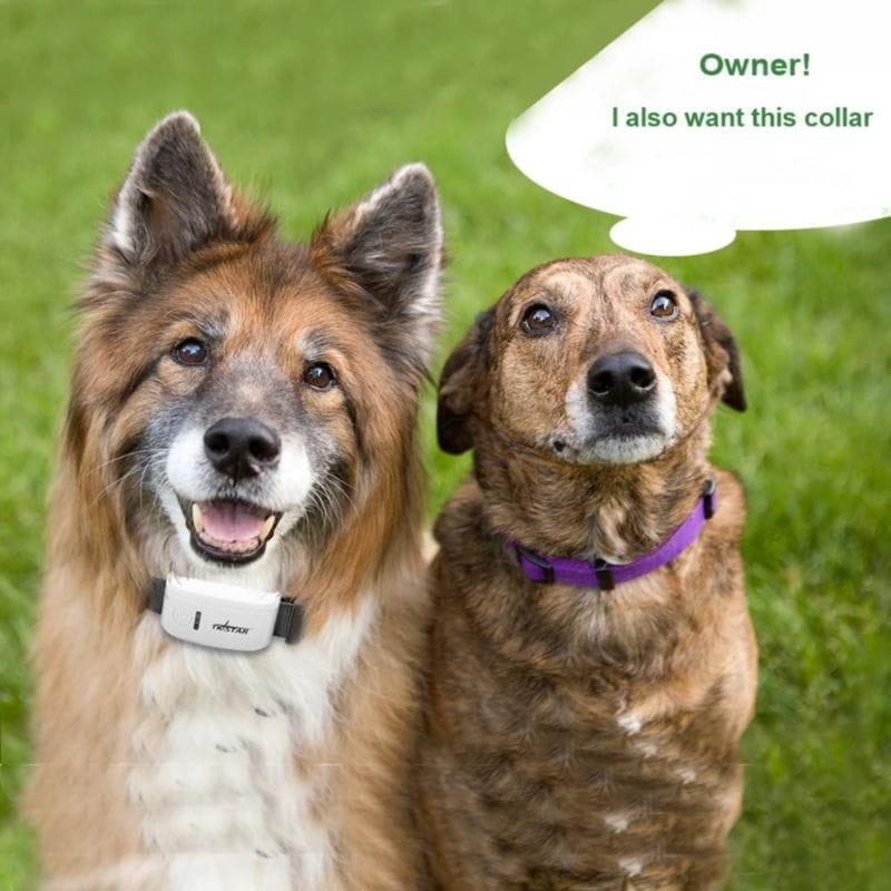 Chien avec le traceur GPS pour animaux de compagnie TKSTAR TK909 IP66 Blanc/Noir